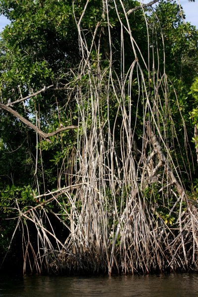 stories high mangroves